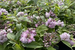 Deutzia Pink Pompon
