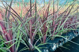 Dracena Australis