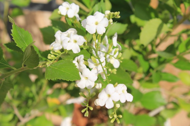 Duranta