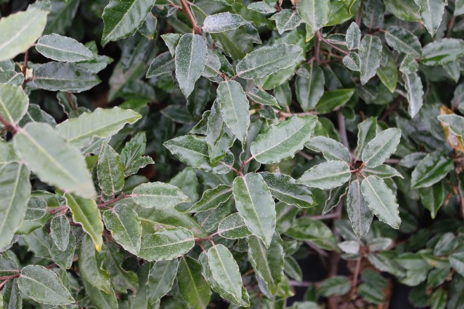 Eleagnus Ebbengei Cap d'Agde &reg;