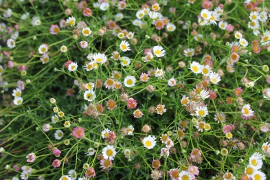Erigeron Karvinskianus retaill&eacute;