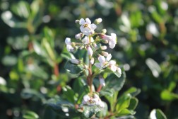 Escallonia Iveyi