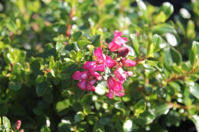 Escallonia &quot;Red Dream&quot;