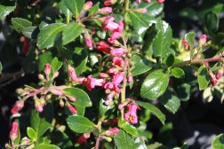 Escallonia Macrantha Rubra