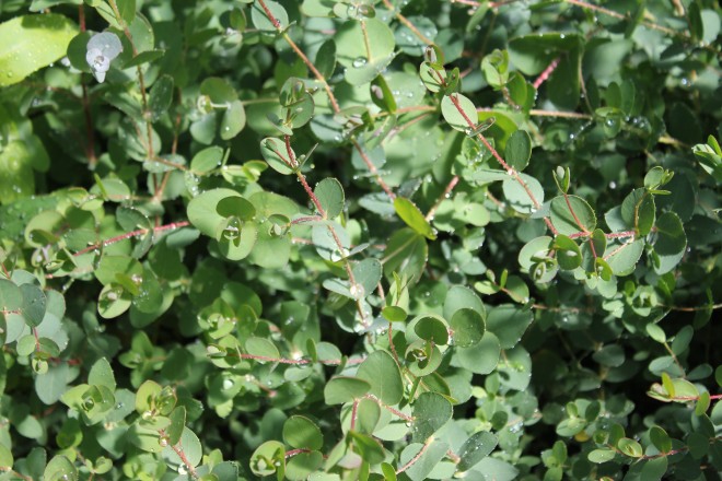 Eucalyptus Globulus