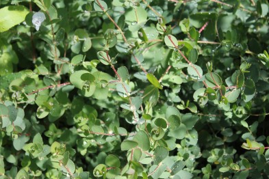 Eucalyptus Globulus