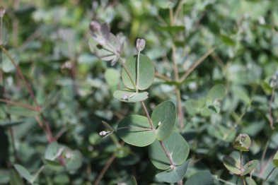 Eucalyptus Gunii
