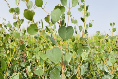 Eucalyptus Westeriana