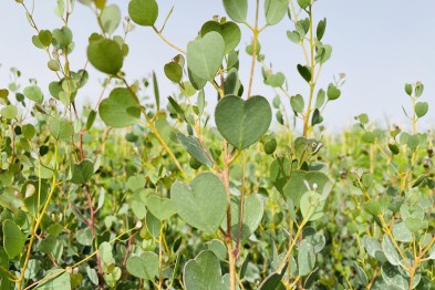 Eucalyptus Westeriana