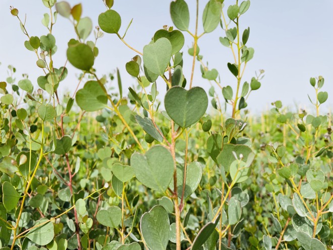 Eucalyptus Westeriana