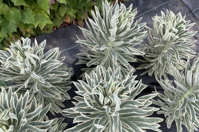 Euphorbe Characias Tiger