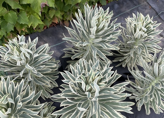 Euphorbe Characias Tiger