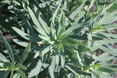 Euphorbia Characias