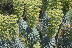 Euphorbia Myrsinite