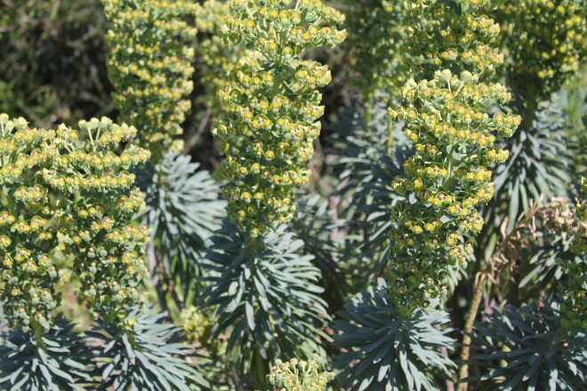 Euphorbia Myrsinite
