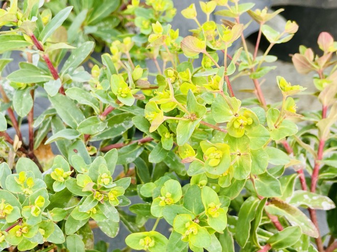 Euphorbia Amygdaloides Purpurea