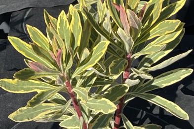 Euphorbia Charracias Ascot Rainbow