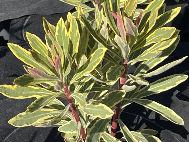 Euphorbia Charracias Ascot Rainbow