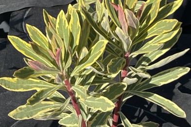Euphorbia Charracias Ascot Rainbow