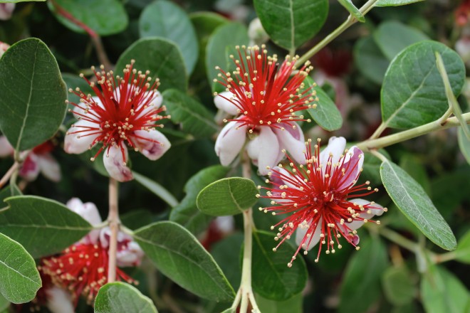 Feijoa Sellowiana