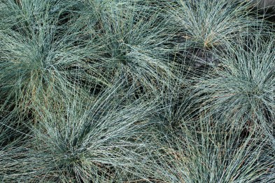 Festuca Glauca