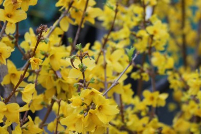 Forsythia