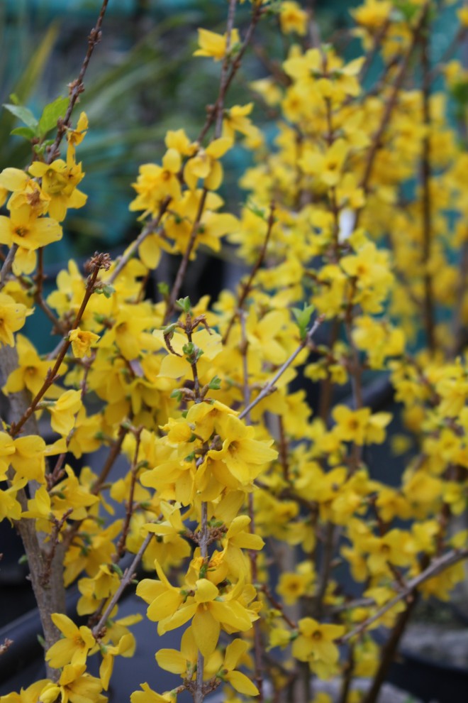 Forsythia