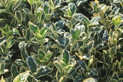 Euonymus Japonicus "Bravo"