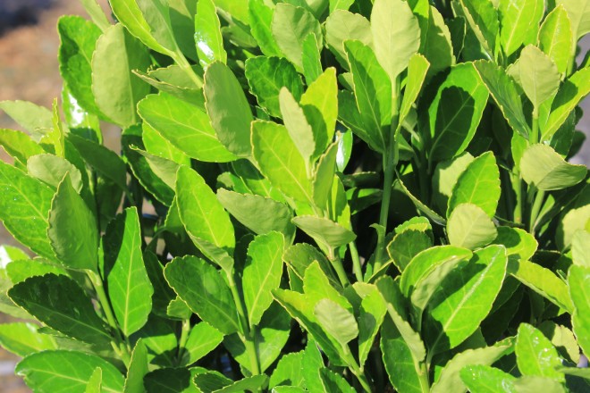 Fusain Compactus Vert