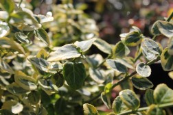 Euonymus Fortunei "Emerald'n Gold"
