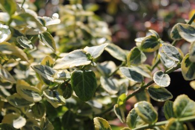 Euonymus Fortunei &quot;Emerald&#039;n Gold&quot;