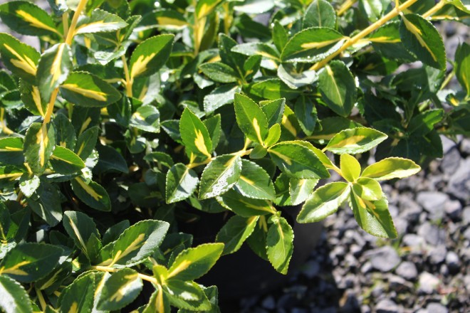 Fusain Rampant Dor&eacute;