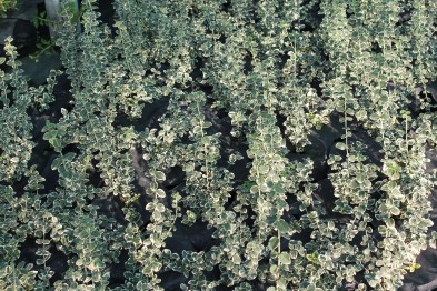 Euonymus Fortunei &quot;Silver Gem&quot;