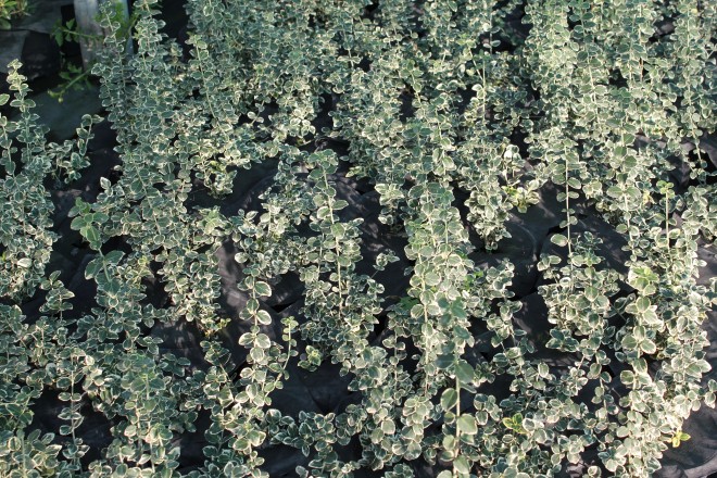 Euonymus Fortunei "Silver Gem"