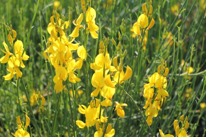 Spartium Junceum