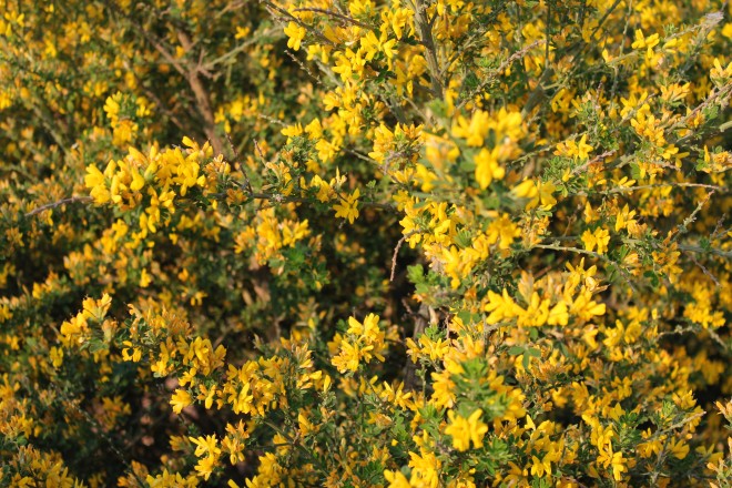 Genista " Porlock"