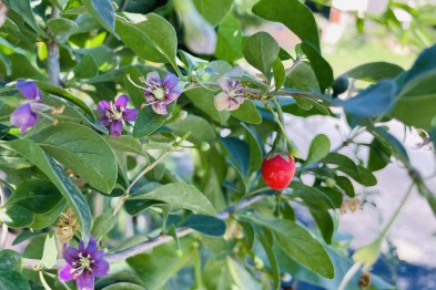 Goji (Lycium Barbarum)
