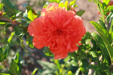 Punica Granatum Maxima Rubra