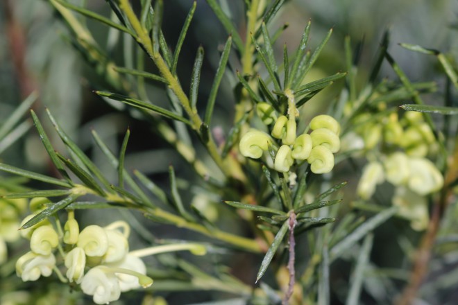 Grevillea Blanc
