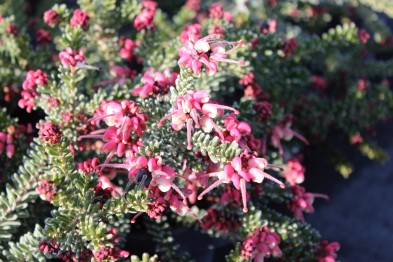 Grevillea Lanigera &quot;Mount Tamboritha&quot;