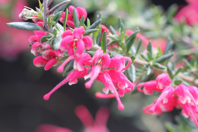 Grevillea Rondeau
