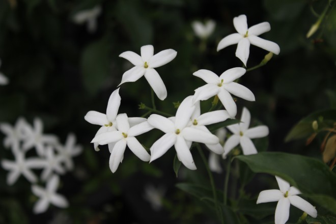 Jasmin Azoricum