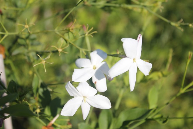 Jasminun Grandiflorum