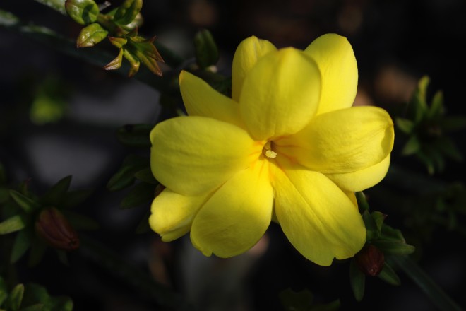 Jasminum  "Mesnii"
