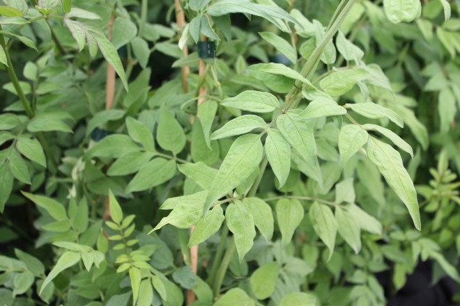 Jasmin Polyanthum