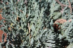 Juniperus Horizontalis Blue Chips