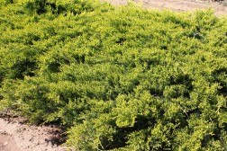 Juniperus Horizontalis Vert
