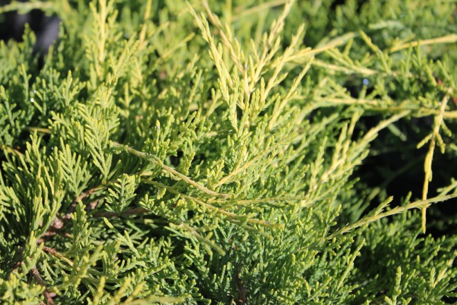 Juniperus x Media Old Gold