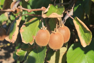 Actinidia Chinensis &quot;Solo&quot;