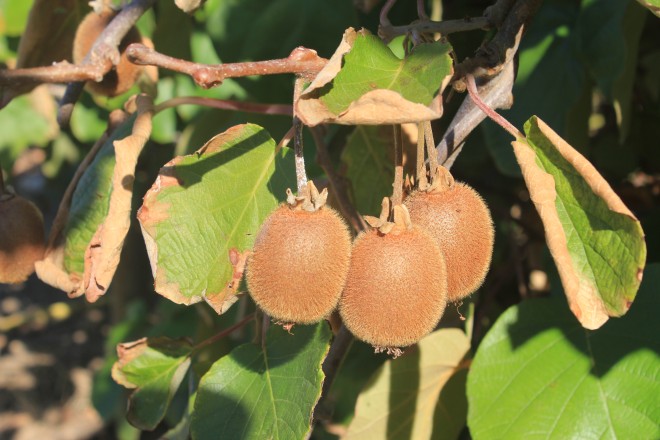 Actinidia Chinensis "Solo"